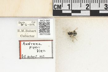 Media type: image;   Entomology 771536 Aspect: Labels